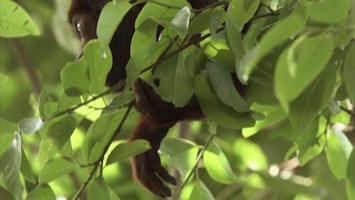 Wild Colombia - The Chocó - Colombia's Wild Coast