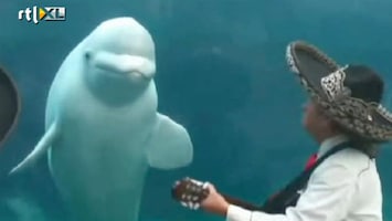 RTL Nieuws 'Dansende' walvis hit op internet