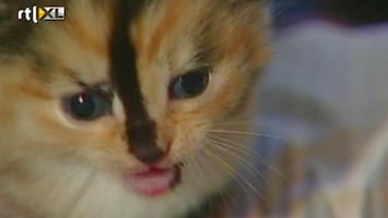 RTL Nieuws Chihuahua adopteert jonge katjes