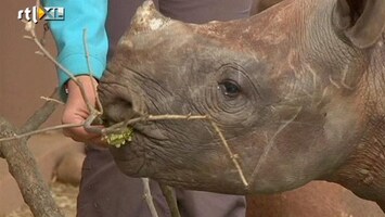RTL Nieuws Speciaal weeshuis voor neushoorns geopend