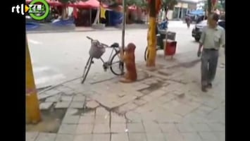 Editie NL Hond bewaakt fiets met z'n leven
