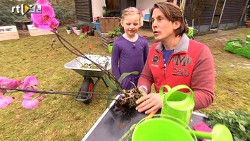Green-kids Waarom heeft een plant wortels: vraag van de dag