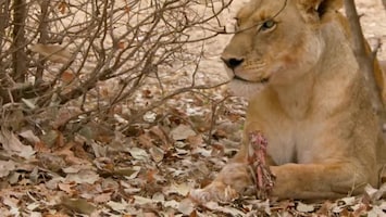 Africa's Hunters - Teenage Pride