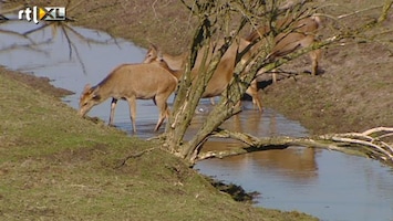 RTL Nieuws Alternatief plan voor natuurgebieden