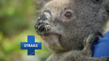 De Dierenkliniek Down Under - Afl. 13