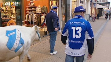 Voetbalfans Met de koe door de stad