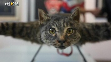 Editie NL Bizar: dode kat kan vliegen