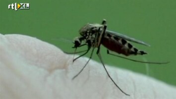 RTL Nieuws Texas in ban van killermuggen