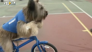 Editie NL Ge-wel-dig: hond fietst!
