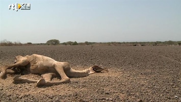 RTL Nieuws Droogte is zelfs kamelen te veel