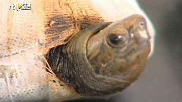 RTL Nieuws Pakketje vol illegale schildpadden
