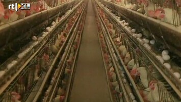 RTL Z Nieuws Eenderde van de kippen is van de leg: prijs eieren is verdubbeld