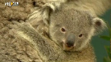 RTL Nieuws Dierentuin toont babykoala