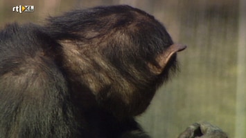 Ernst, Bobbie En De Rest - Dierentuin - Ja Dan Moet Je Huilen 1998-2010 /2