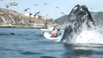 Editie NL Lol: Meisje schrikt zich kapot door walvis