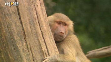 RTL Nieuws Raadselachtige angst onder bavianen in Dierenpark Emmen