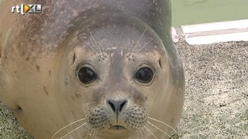 RTL Nieuws Topdrukte bij Zeehondencreche