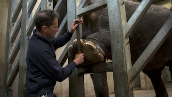 Burgers' Zoo Natuurlijk De Aziatische olifant: pedicure