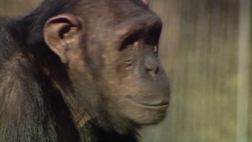 Ernst, Bobbie En De Rest - Jumbo Is Jarig