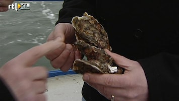 RTL Nieuws Japanse oesters plaag voor watersporters