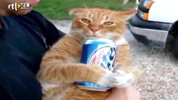 Editie NL Kat verslaafd aan bier