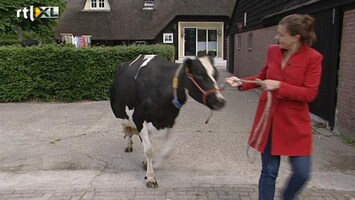 RTL Nieuws Nieuwe verkooptruc: gratis koe bij aankoop huis