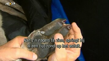 Rtl Z Nieuws - 17:30 - Rtl Z Nieuws - 17:00 Uur /4