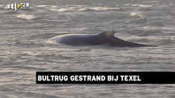 RTL Z Nieuws Bultrug walvis gestrand voor kust Texel