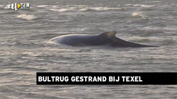 RTL Z Nieuws Bultrug walvis gestrand voor kust Texel