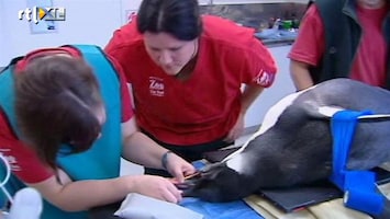 RTL Nieuws Toestand pinguïn kritiek na operatie