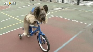 RTL Nieuws Grappig: Hond kan fietsen en steppen