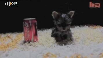 Editie NL Dit is het kleinste hondje ter wereld