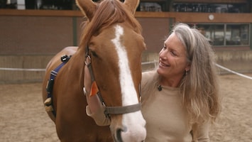 Veteranen in therapie met paarden tegen PTSS: 'Meer rust'