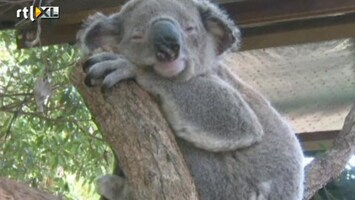 RTL Nieuws Koala-ziekenhuis in Australië