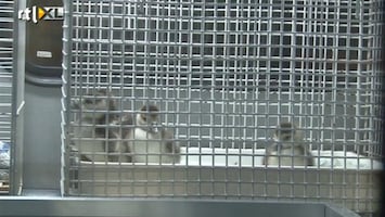 RTL Nieuws Grote reddingsoperatie babyganzen Hoogezand
