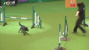 Editie NL Schijtende hond tijdens wedstrijd