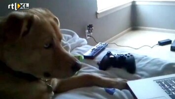 Editie NL Hond kijkt erotische film