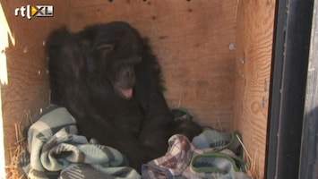 Editie NL Chimpansee gered na 20 jaar in kooi