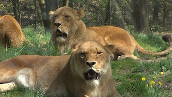 Burgers' Zoo Natuurlijk De leeuw