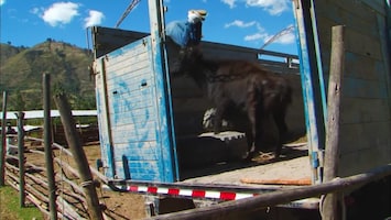 Ruige Mannen: Deadliest Roads Bull run