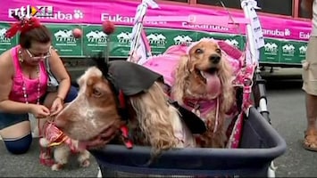 RTL Nieuws Brazilianen geven carnavalsfeestje voor honden