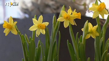 Editie NL 'Niet bedankt voor de bloemen'