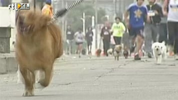 RTL Nieuws Hond-met-baasje-hardloopwedstrijd