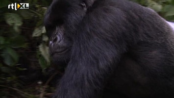 RTL Nieuws Achter de schermen: Gorilla's in Congo