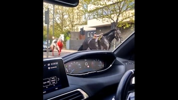 Chaos in Londen door rondrennende paarden: meerdere gewonden