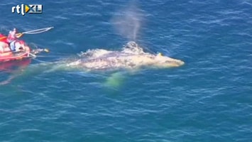 RTL Nieuws Bevrijdingspoging walvis in Californië