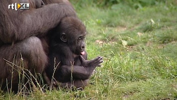 RTL Nieuws Groot kraamfeest voor gorillababy's