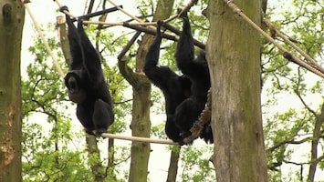 Burgers' Zoo Natuurlijk - De Siamang