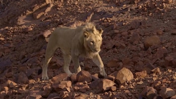 Vanishing Kings - Lions Of The Namib Afl. 1