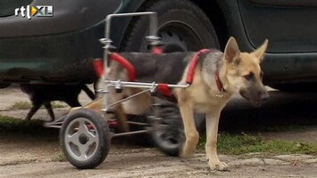 RTL Nieuws Rolstoel voor invalide hond